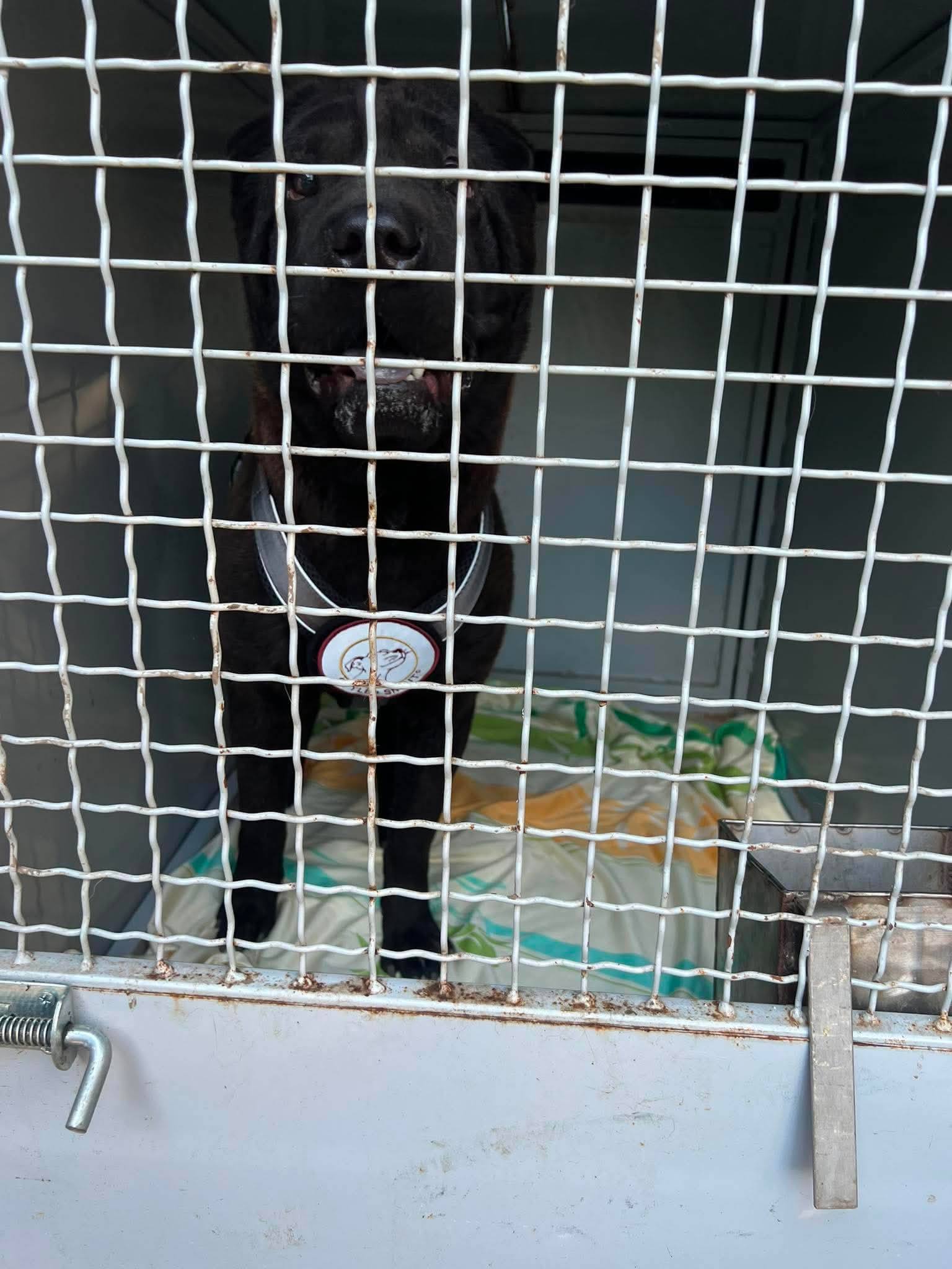 Bandi hat sein Zuhause gefunden