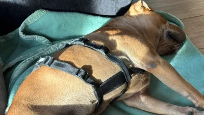 Sharon hat ihr Zuhause gefunden – Bild 4