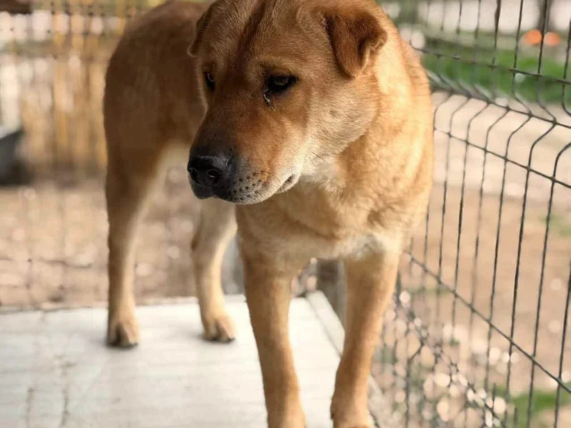 Shar Pei Shara sucht ein Zuhause