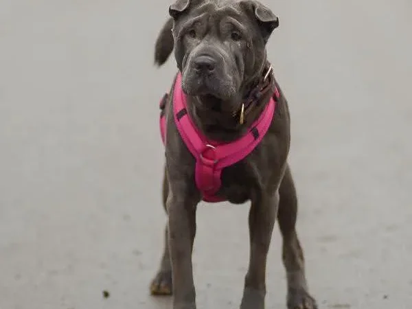 Suki