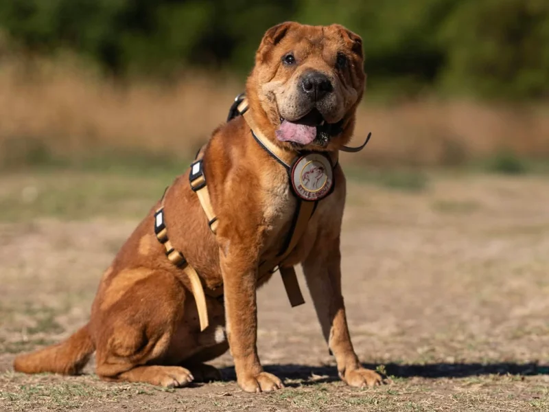 Shar Pei Richie sucht ein Zuhause