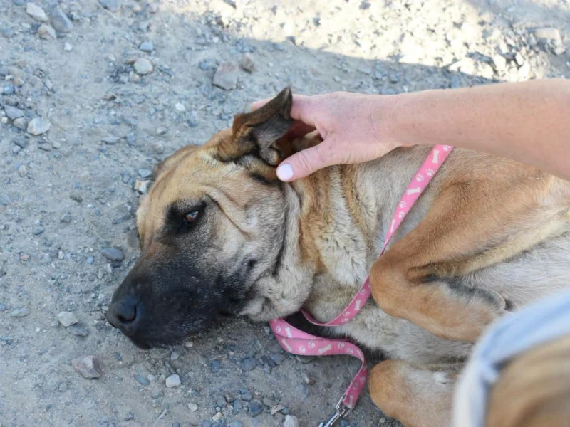 Shar Pei Gigi sucht ein Zuhause
