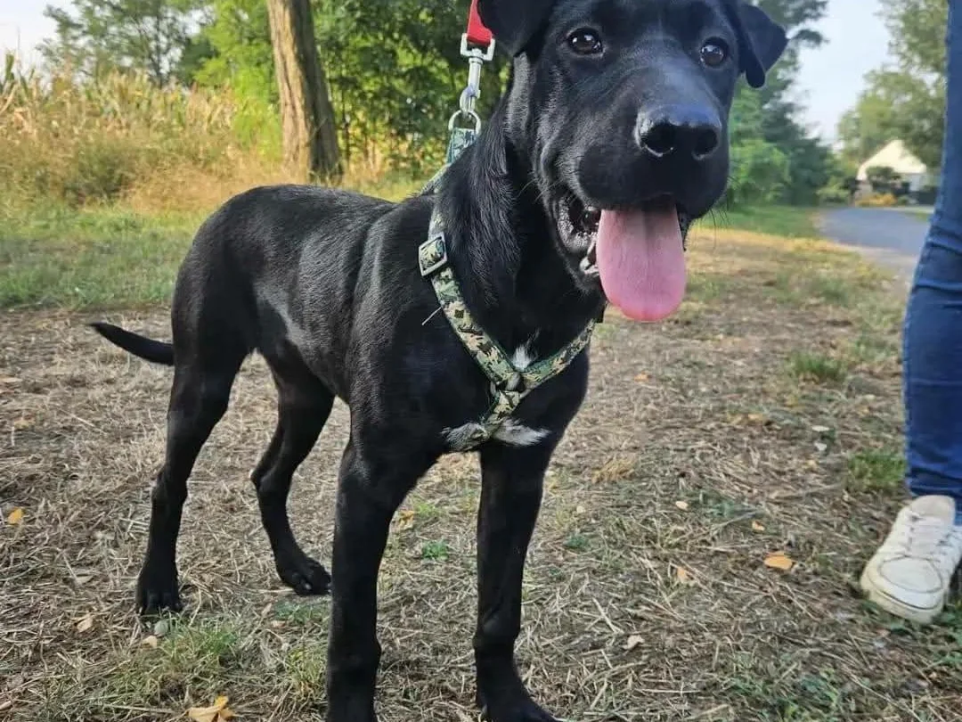 Franciska