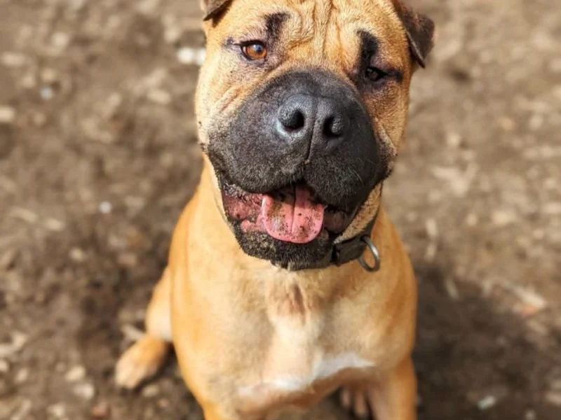 Shar Pei Moncho sucht ein Zuhause