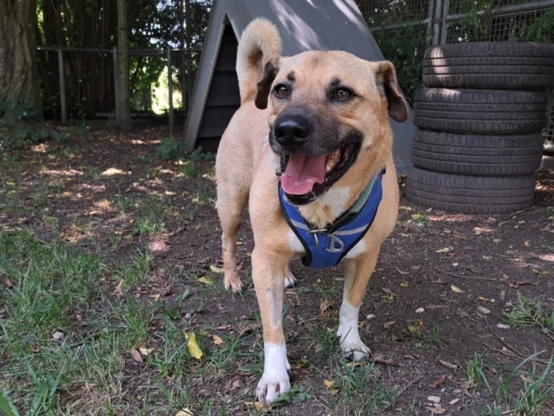 Shar Pei Huleo sucht ein Zuhause