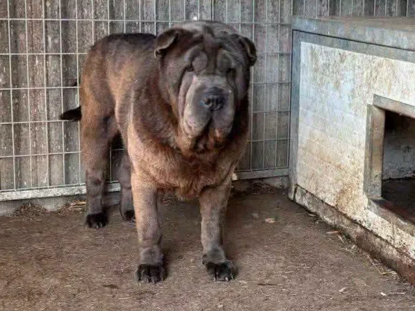 Shar Pei Bruno sucht ein Zuhause