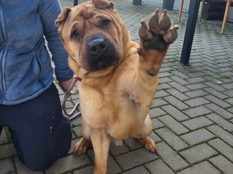 Shar Pei Captain sucht ein Zuhause