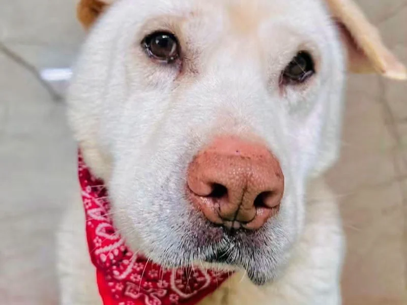 Shar Pei Maestro sucht ein Zuhause