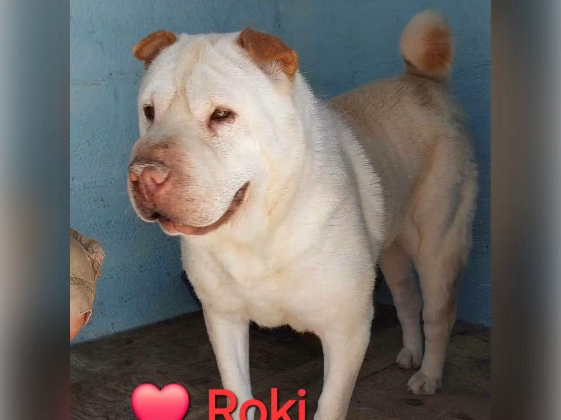 Roki