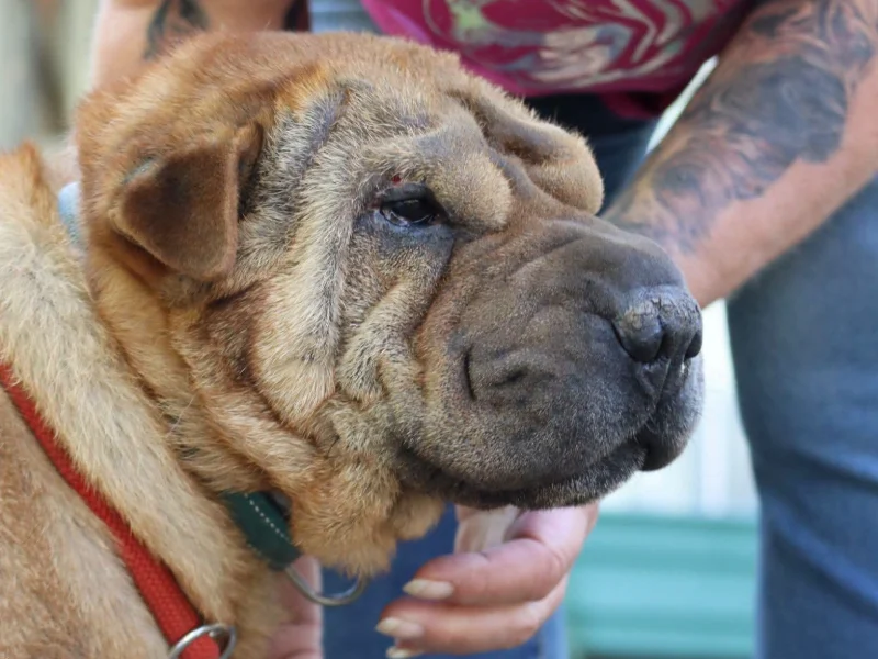 Shar Pei Luna sucht ein Zuhause