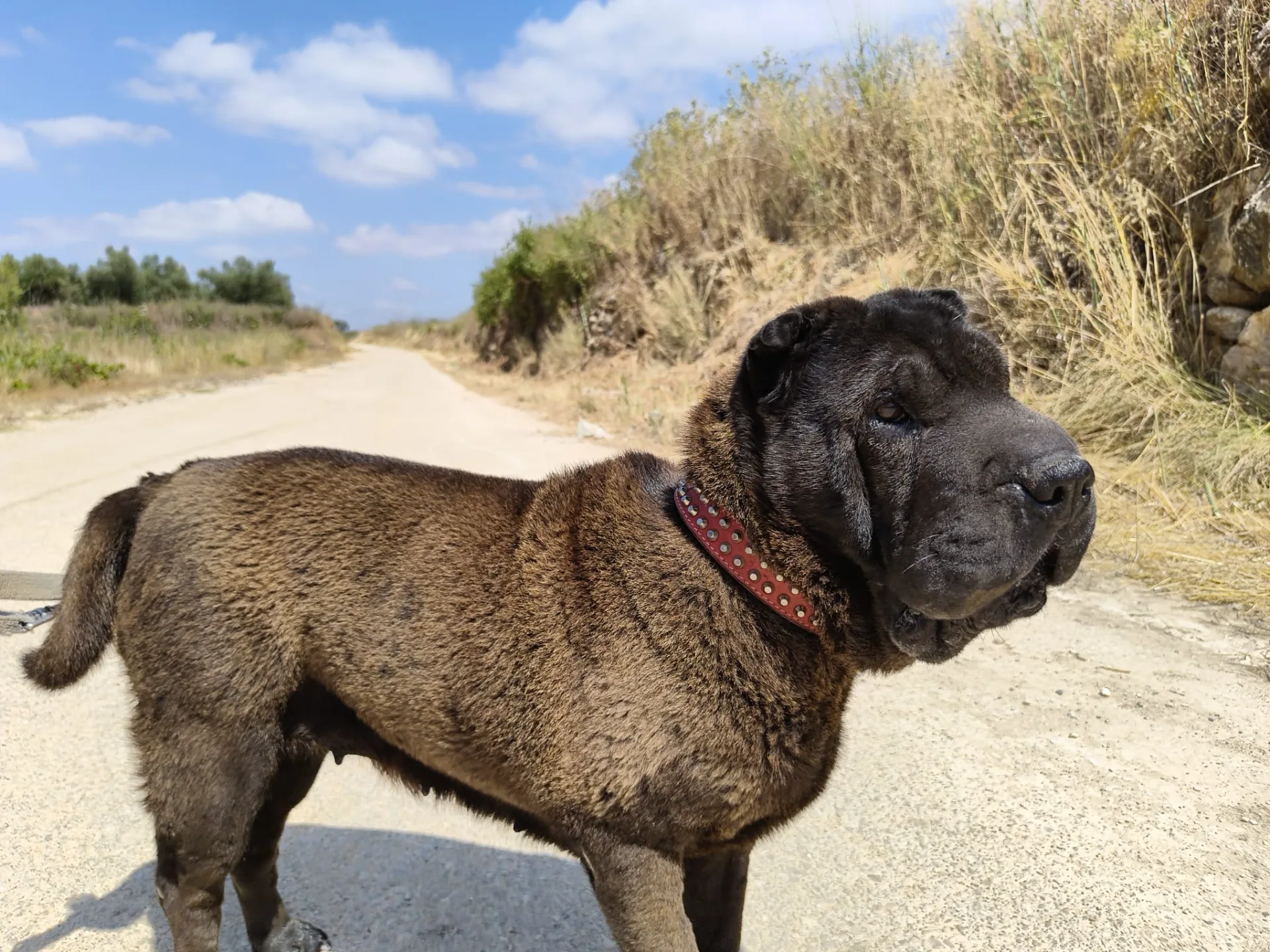Rubi
