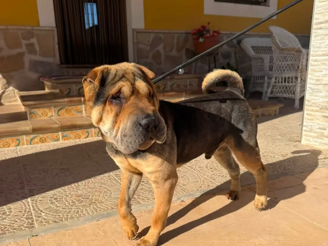 Sumo
