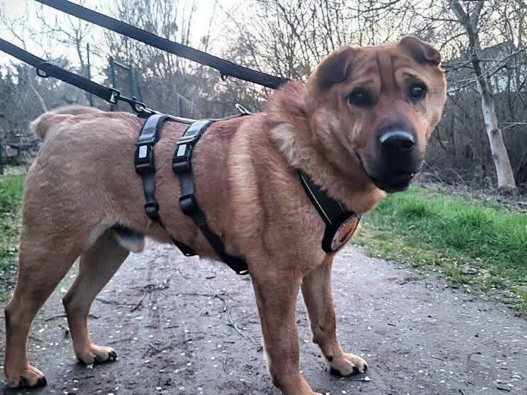Sven