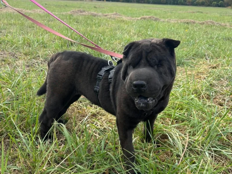 Shar Pei Thalia sucht ein Zuhause