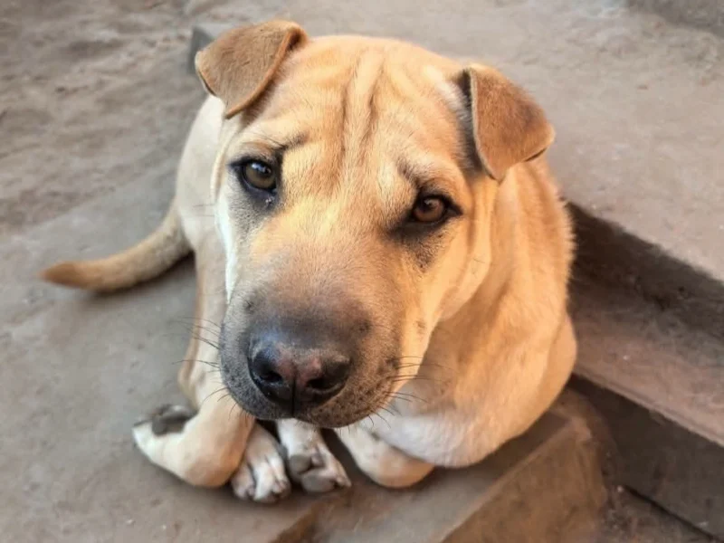 Shar Pei Basik sucht ein Zuhause