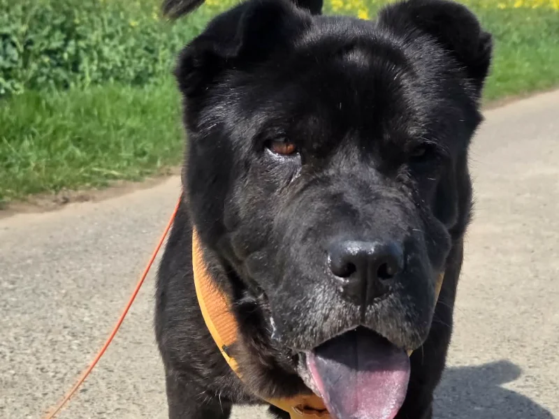 Shar Pei Negri sucht ein Zuhause