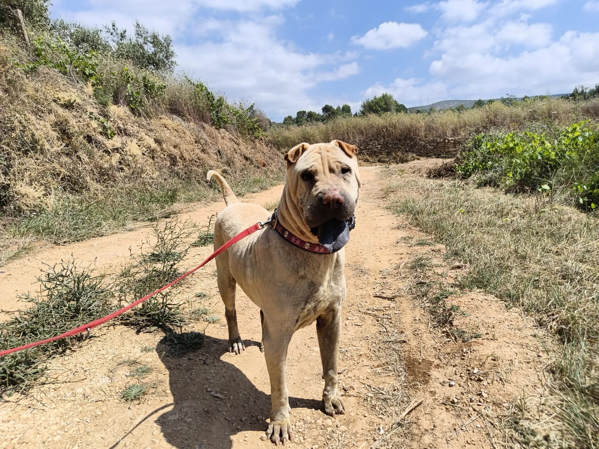 Copito