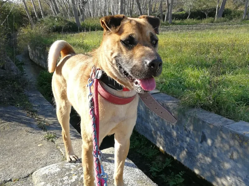 Shar Pei Elsa sucht ein Zuhause