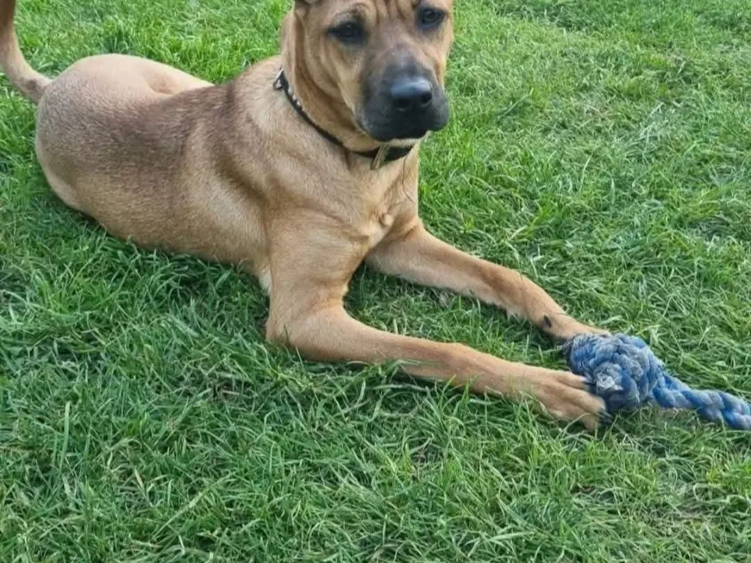 Chilli